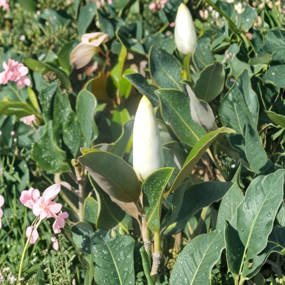 Southern Magnolia Tree – Live Flowering Tree | 4–5 Feet Tall | 5 Gallon Size | Evergreen Shade Tree | Large Fragrant White Blooms