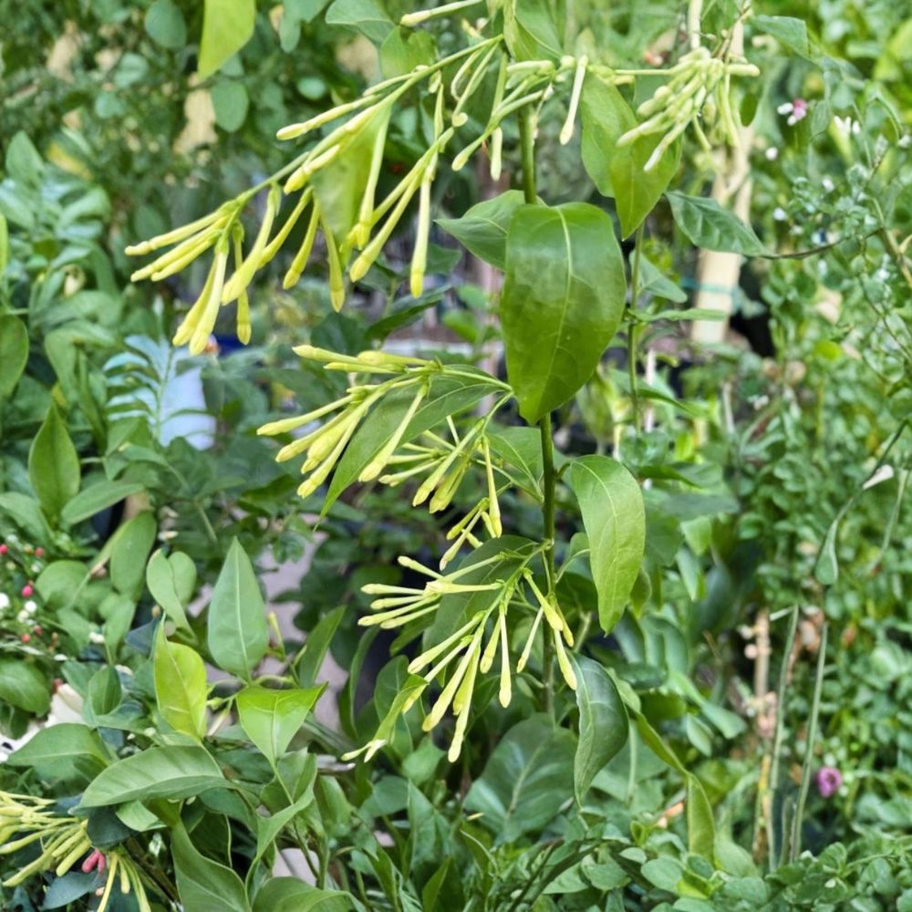 Night Blooming Jasmine – Cestrum nocturnum Live Starter Plants | 3–8 Inches Tall | Set of 4 Fragrant Shrubs | Patio & Garden Ready | Fast Growing