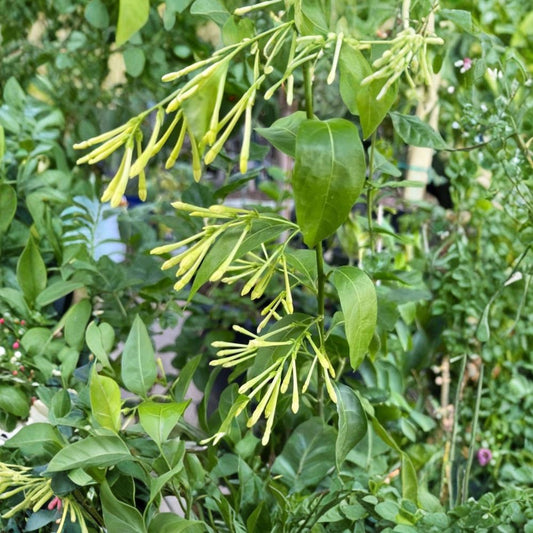 Night Blooming Jasmine – Cestrum nocturnum Live Starter Plants | 3–8 Inches Tall | Set of 4 Fragrant Shrubs | Patio & Garden Ready | Fast Growing