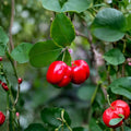 Barbados Cherry Tree – Malpighia emarginata Live Plant | 3–4 Inch Starter Plug | Acerola Fruit Tree | Tropical Vitamin C Plant | Bare Root