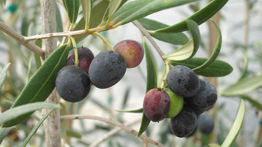 6 Olive Tree Cuttings Unrooted | Greek Olea europaea | Edible Fruit Tree Starts | Mediterranean Hardy Plant for Rooting & Grafting