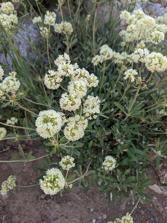 Eriogonum heracleoides Seeds – Parsnipflower Wild Buckwheat, 50 Non-GMO Perennial Seeds, Native Pollinator Plant