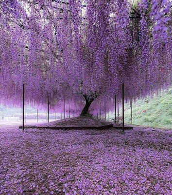 10 Purple Wisteria Cuttings Unrooted | Hardy Fast-Growing Vine | Flowering Climber for Trellis, Fence, Pergola | Wisteria sinensis