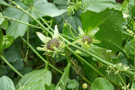 Corky Stem Passion Flower – Passiflora suberosa Live Plant | 2–8 Inches Tall | Butterfly Host Vine | Well Rooted Starter | No Pot | Wildlife Garden Plant