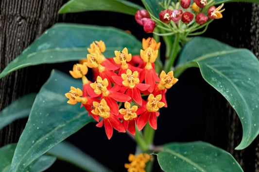 Tropical Milkweed – Asclepias curassavica Live Plant | 3–6 Inches Tall | No Pot | Butterfly Host Plant | Pollinator Garden Starter | Easy to Grow