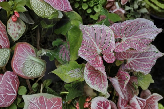 Thai Beauty Caladium – Live Rooted Plant | 4 Inch Nursery Pot | Pink & Green Translucent Foliage | Tropical Aroid | Rare Collector Houseplant