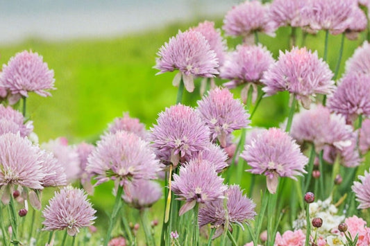 Purple Chive – Allium schoenoprasum 10 Live Plants | Edible Perennial Herb | Purple Flowers | Pollinator Friendly | Container & Garden Plant | Easy to Grow