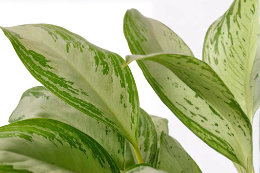 Aglaonema Silver Bay – Chinese Evergreen Live Plant | 6 Inch Nursery Pot | Silver & Green Tropical Houseplant | Indoor & Outdoor Plant | Easy Care