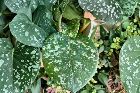 Hoya Carnosa Stardust – Live Plant | 2 Long Cuttings | 10 Inches Tall | Includes Pot, Soil & Stake | Variegated Wax Plant | Indoor Vining Houseplant