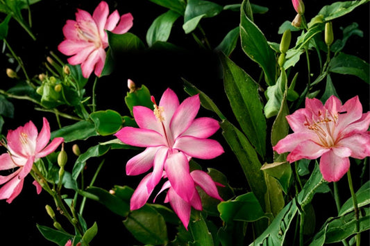 Variegated Christmas Cactus – Schlumbergera Live Rooted Plant | Rare Heirloom Houseplant | Bare Root | Cream & Yellow Variegated Foliage | Holiday Bloomer