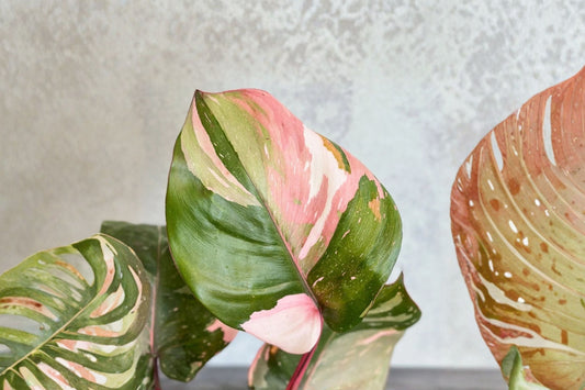Philodendron Pink Princess – Philodendron erubescens ‘Pink Princess’ Live Plant | Size #3 | Pink Variegated Tropical Houseplant | Collector Aroid | Indoor Climbing Plant