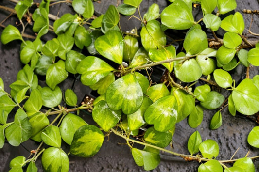 Hoya Kerrii Heart – 2 Live Starter Plants | Sweetheart Hoya | Well-Rooted No Pot | Heart Shaped Indoor Houseplant | Easy Care