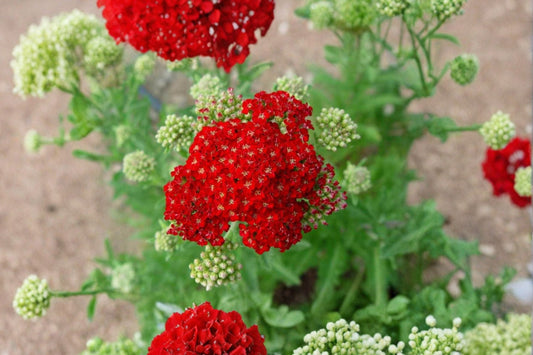 Red Yarrow – Achillea millefolium Live Seedling | Red Velvet Perennial Flower | Pollinator Friendly | Drought Tolerant | Deer Resistant | Easy to Grow