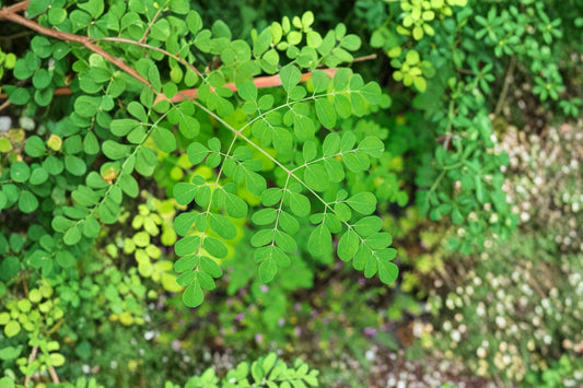 Moringa Tree – Moringa oleifera 2 Live Seedlings | 12–20 Inches Tall | 4 Inch Nursery Pot | Drumstick Tree | Fast Growing Tropical Plant