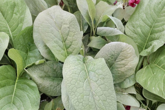 Comfrey Bocking 4 – Symphytum × uplandicum Live Root Cuttings | Set of 4 | 1–4 Inch Roots | Perennial Garden Plant | Soil Building Plant