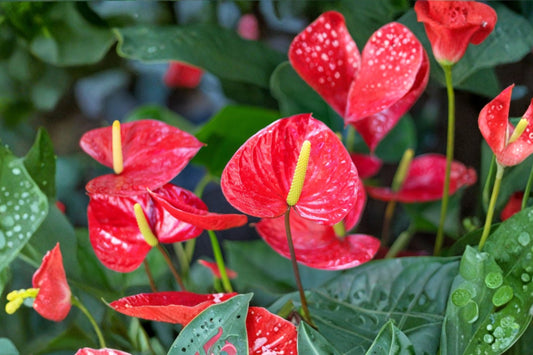 Anthurium Red – Anthurium andraeanum Live Plant | 4 Inch Nursery Pot | Red Flamingo Flower | Tropical Indoor Houseplant | Colorful & Easy Care