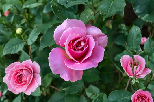 Queen Elizabeth Rose – Pink Grandiflora Live Plant | 25–30 Inches Tall | No Pot | Fragrant Flowering Rose Bush | Garden & Hedge Friendly