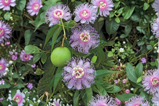 Deep Purple Passion Flower – Passiflora Live Plant | 4–8 Inches Tall | Flowering Climbing Vine | Trailing Tropical Plant | Vibrant Purple Blooms | Easy to Grow