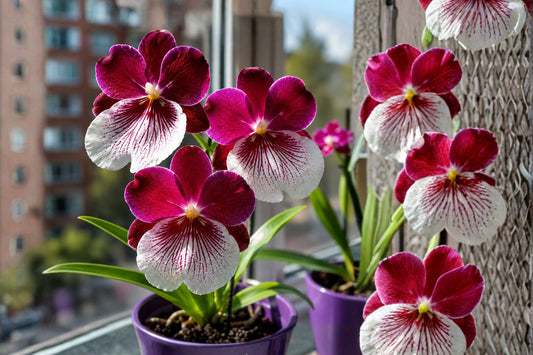 Miltoniopsis Breathless ‘Beauty’ Orchid – Live Plant From Hawaii | 4 Inch Pot | Fragrant Pansy Orchid | Deep Red Flowers | Tropical Orchid