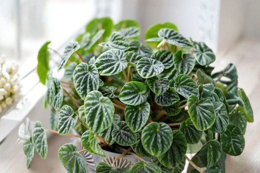 Peperomia Ripple Green – Peperomia caperata Live Plant | 6 Inch Size | Textured Green Foliage | Compact Indoor Houseplant | Easy to Grow