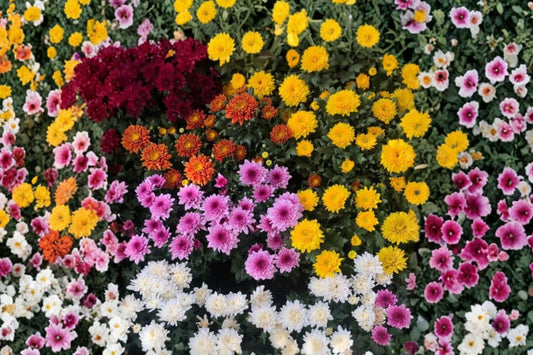 Live Chrysanthemum Mum Plant – Random Color Flower | 3–5 Inches Tall | No Pot | Flowering Starter Plant | Garden & Container Friendly | Easy Care