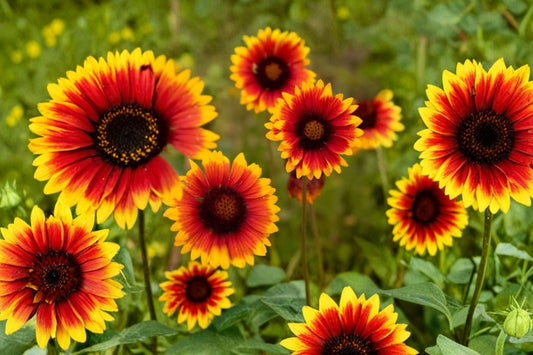 Indian Blanketflower – Gaillardia aristata Live Plant | Colorful Native Perennial Flower | Cold Hardy | Deer Resistant | Pollinator Friendly | Easy to Grow