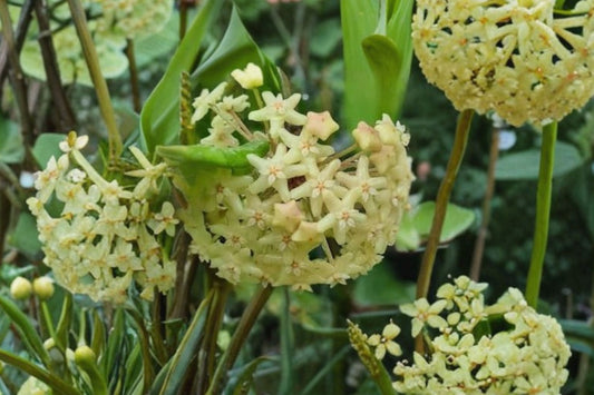 Hoya Quinquenervia – Live Rooted Plant | 3 Inch Nursery Pot | Rare Vining Houseplant | Easy Indoor Plant | Collector Friendly