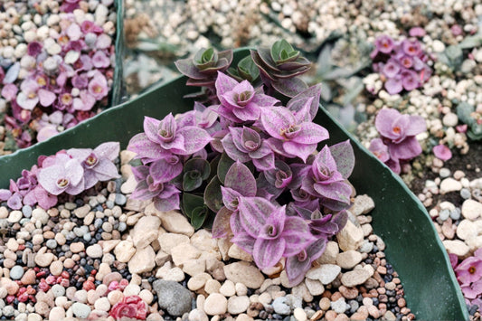 Callisia Repens – Pink Wandering Jew Live Plant | 2 Inch Nursery Pot | Colorful Trailing Houseplant | Terrarium & Desktop Friendly | Easy to Grow