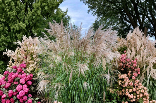 Adagio Maiden Grass – Miscanthus sinensis ‘Adagio’ Live Plant | 3+ Year Old Large Fully Rooted Clump | Semi Bare Root | Dwarf Ornamental Grass | Deer Resistant
