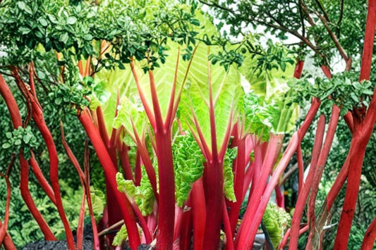 Rhubarb Victoria – Rheum rhabarbarum 3 Live Seedlings | 5–8 Inches Tall | Includes 3 Inch Nursery Pots | Edible Perennial Garden Plant | Great for Pies & Jam