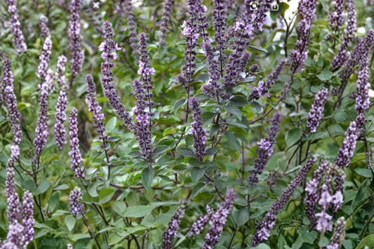 African Basil Live Plant, 4 Inch Rooted Herb Starter, Fragrant Culinary Basil Plant, Ships Without Pot