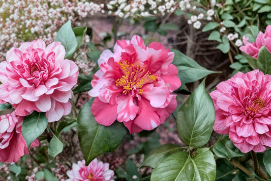 Mike Witman Camellia Japonica – Live Starter Plant | Rare Bicolor Camellia | 3 Inch Pot | Evergreen Flowering Shrub