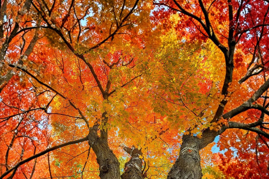 Sugar Maple Tree – Live Bare Root Seedling | 24–36 Inches Tall | Acer Saccharum | Fall Color Shade Tree | Zones 3–8