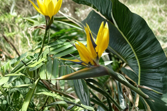 Yellow Gold Bird of Paradise – Live Rooted Plant | 3–6 Inches Tall | Strelitzia Reginae | Tropical Flowering Plant | Ships Bare Root