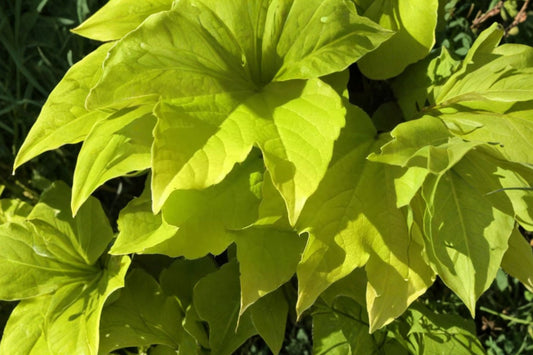 Golden Boston Ivy – Live Plant | 3–5 Inches Tall | Climbing Vine | Golden Foliage | Outdoor Wall, Fence & Trellis Plant