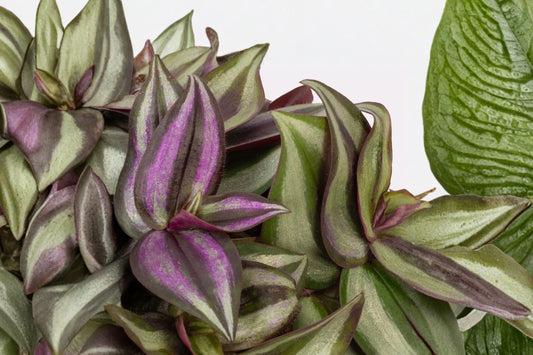 Tradescantia Zebrina ‘Silvery Plus’ – Live Trailing Plant | 5 Inch Hanging Pot | Silver Purple Inch Plant | Easy Care Houseplant