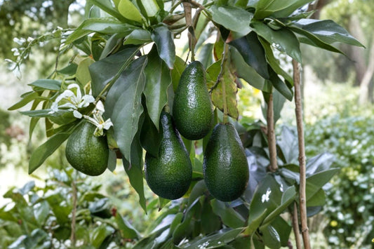Hass Avocado Plant – Live Seedling Fruit Tree | 6–7 Inches Tall | Potted Avocado Sprout | Tropical Outdoor Garden Plant