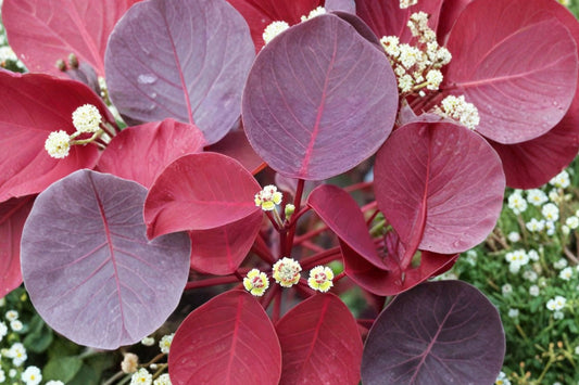 Caribbean Copper Tree – Euphorbia Cotinifolia Live Plant | Approx 2 Feet Tall | Rooted Tropical Purple Foliage Plant | Buy 3 Get 1 Free