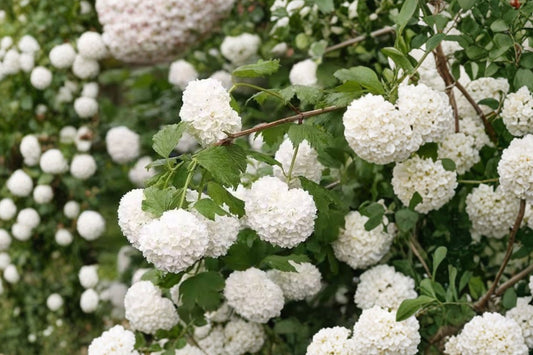 Old Fashion Snowball Viburnum – Live Plant | 6–12 Inches Tall | 4 Inch Pot | White Flowering Shrub | Hardy Landscape Plant