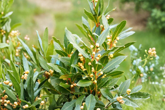Sweet Bay Laurel – Laurus Nobilis Live Plant | Culinary Bay Leaf Herb | Fragrant Evergreen | Patio Container & Herb Garden Plant