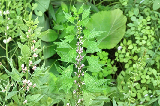 Motherwort Live Herb Plant – Leonurus Cardiaca | 2.5 Inch Pot | Organically Grown Perennial Herb | Pollinator & Herb Garden Plant