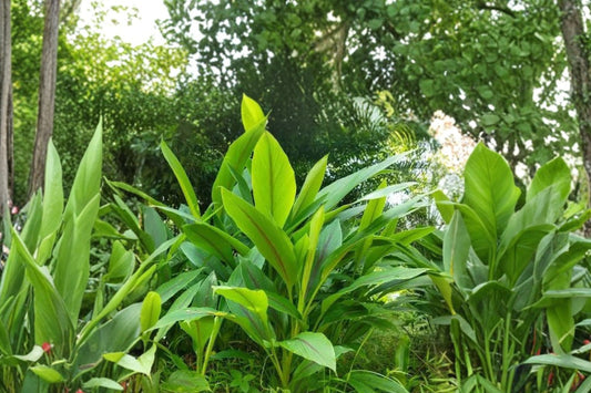 Yellow Turmeric Plant – Curcuma Longa Live Rhizome | 4–6 Inches | Sprouted Root With Leaves | Tropical Herb & Spice Plant