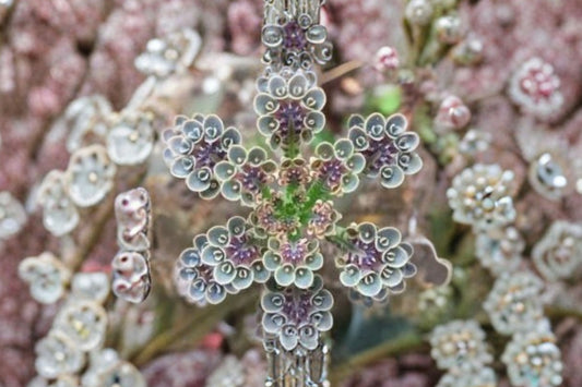 Kalanchoe Tubiflora – Live Succulent Plant | 6 Inch Pot | Unique Tropical Succulent | Indoor & Outdoor Easy Care Plant