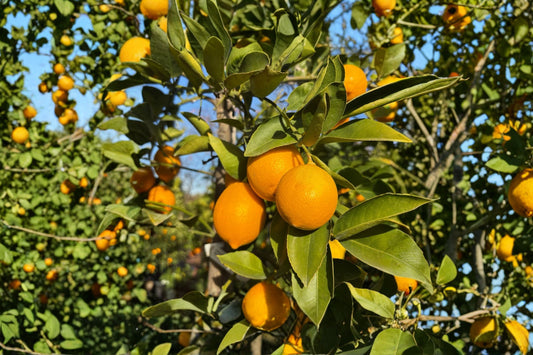 Meyer Lemon Tree – Live Citrus Plant | 8–14 Inches Tall | Mature Rooted Cutting | Potted Fruit Tree | Patio & Indoor Friendly