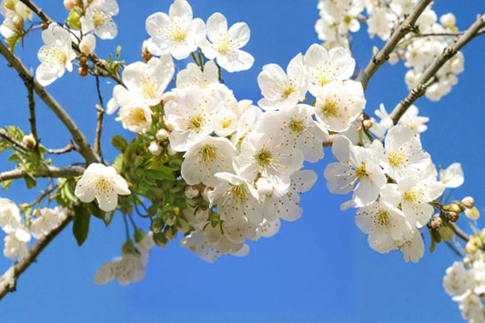 Snowgoose Flowering Cherry – Live Plant | 6–12 Inches Tall | 2.5 Inch Pot | White Spring Blooms | Ornamental Cherry Tree