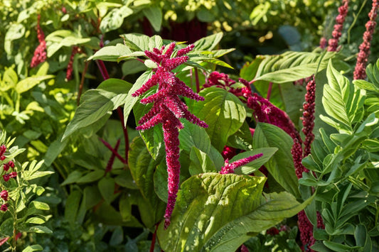 Love Lies Bleeding – Amaranthus Caudatus Live Plant | 2.5 Inch Pot | Callaloo Laf Sag | Magenta Flowering Garden Plant