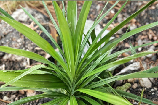 Pandan Leaves Live Plant – 14–18 Inches Tall | Potted Pandanus Amaryllifolius | Tropical Herb Plant | Produces Baby Pups