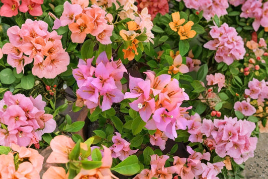 Hugh Evans Bougainvillea – Live Well-Rooted Starter Plant | Tropical Flowering Vine | Potted Plug Plant | Sun Loving Garden Plant