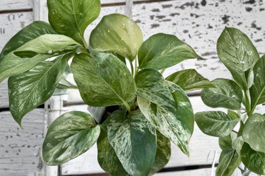Marble Queen Pothos – Snow White Variegated Live Plant | 6 Inch Size | Striped Pothos Vine | Trailing Indoor Houseplant