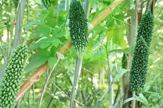 Bitter Melon Starter Plant – 2 Live Plants in Pot | Bitter Gourd Vine | Ready to Plant | Edible Vegetable Garden Starter